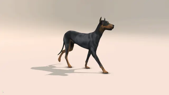 Dog Walk Cycle