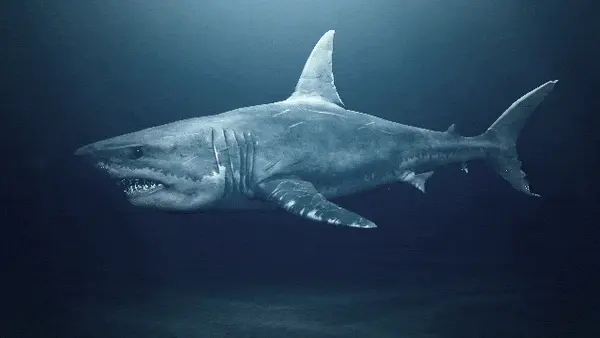 shark swim cycle