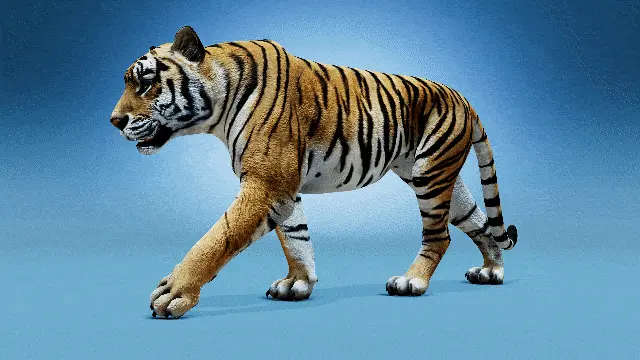 tiger walk cycle