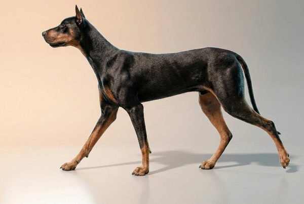 dog walk cycle animation course cover image