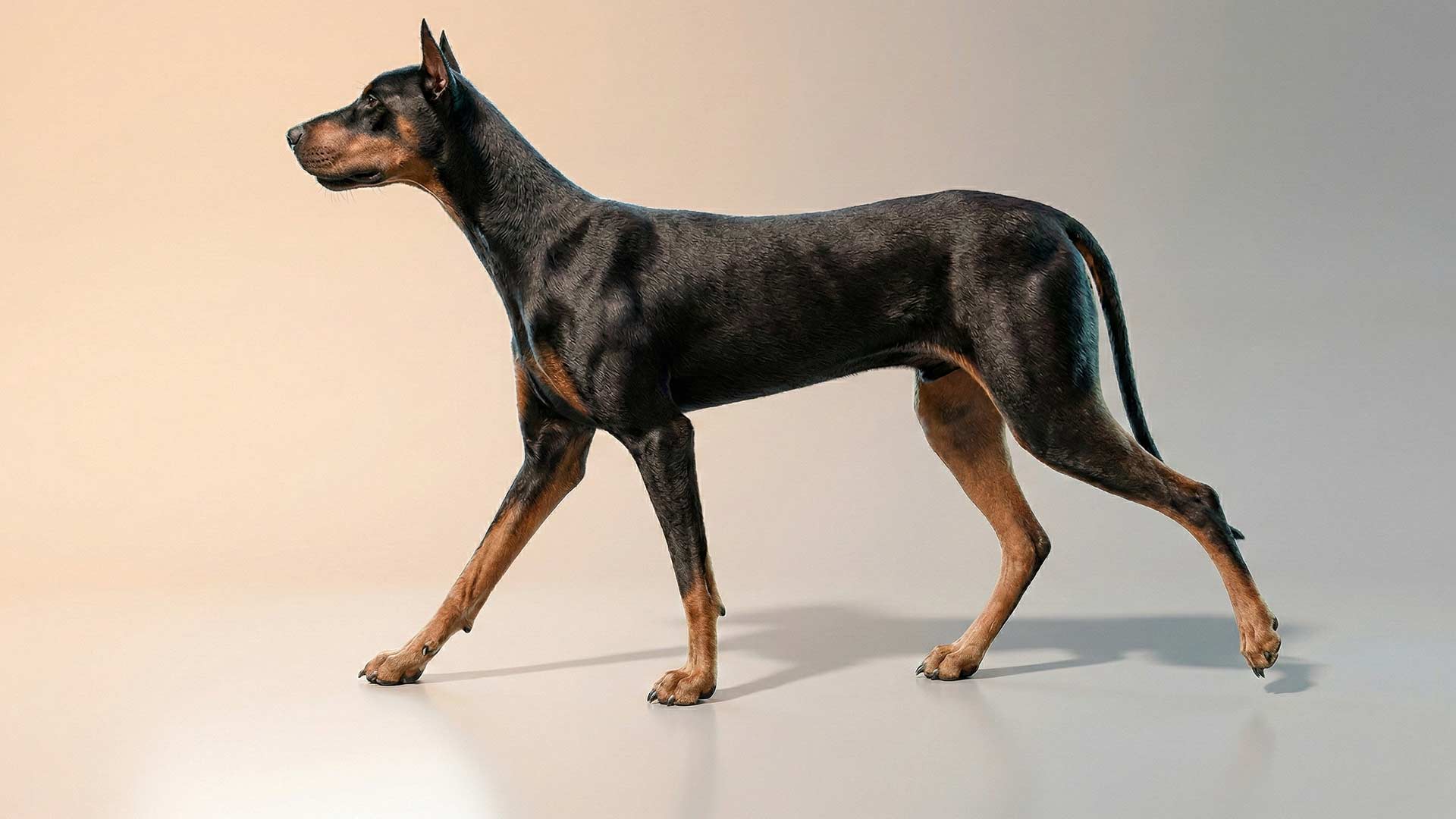 Dog walk cycle animation showing quadruped leg coordination in Maya